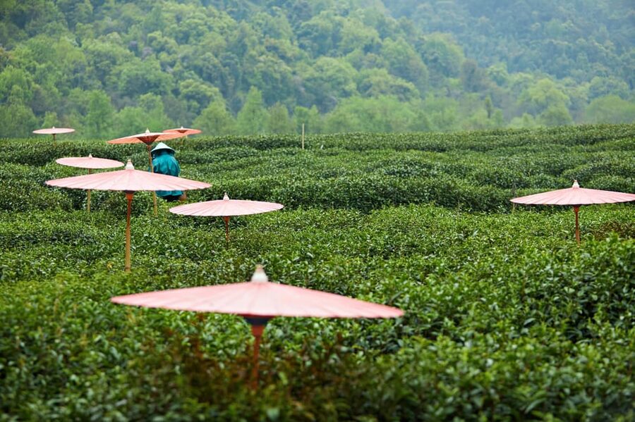 From Shanghai: Hangzhou Private Day Trip by Bullet Train - Should you book it?