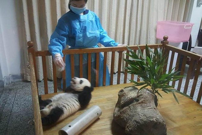 Giant Panda and Buddha 1 day tour - Why this Chengdu pairing works
