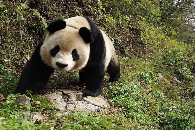 Giant Panda and Buddha 1 day tour - Meeting the 71-meter Leshan Giant Buddha