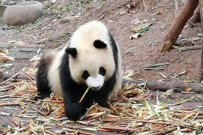 Giant Panda and Buddha 1 day tour - Who will enjoy this day most?