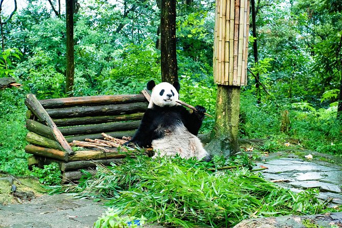 Giant Panda and Leshan Buddha Day Trip from Chengdu - Why this Chengdu day trip works