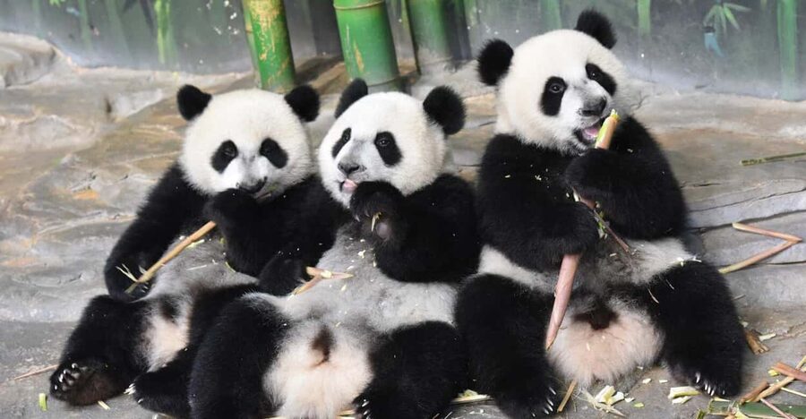 Guangzhou Chimelong: Safari Park/Paradise(Optional Day Tour) - Key points to know before booking