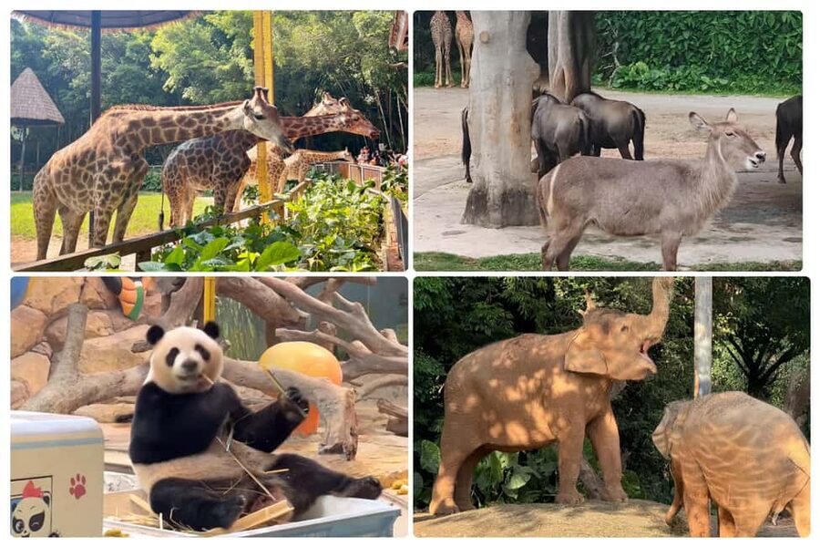 Guangzhou Chimelong: Safari Park/Paradise(Optional Day Tour) - How the day works from the metro