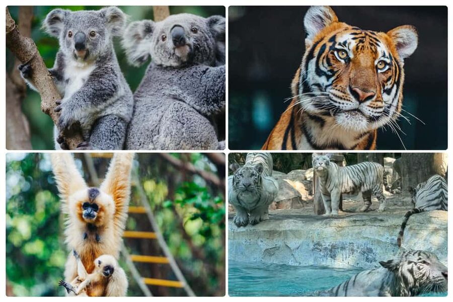Guangzhou Chimelong: Safari Park/Paradise(Optional Day Tour) - Is $40 good value?