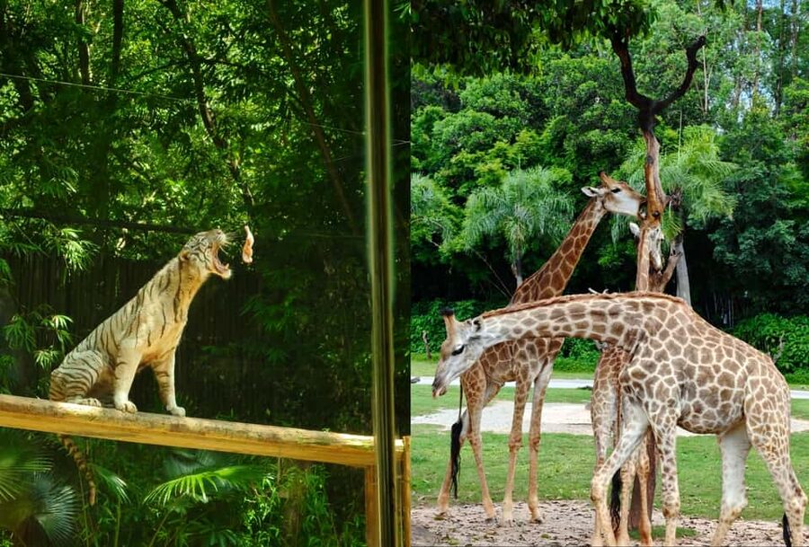 Guangzhou Chimelong: Safari Park/Paradise(Optional Day Tour) - Comfort, mobility, and family concerns