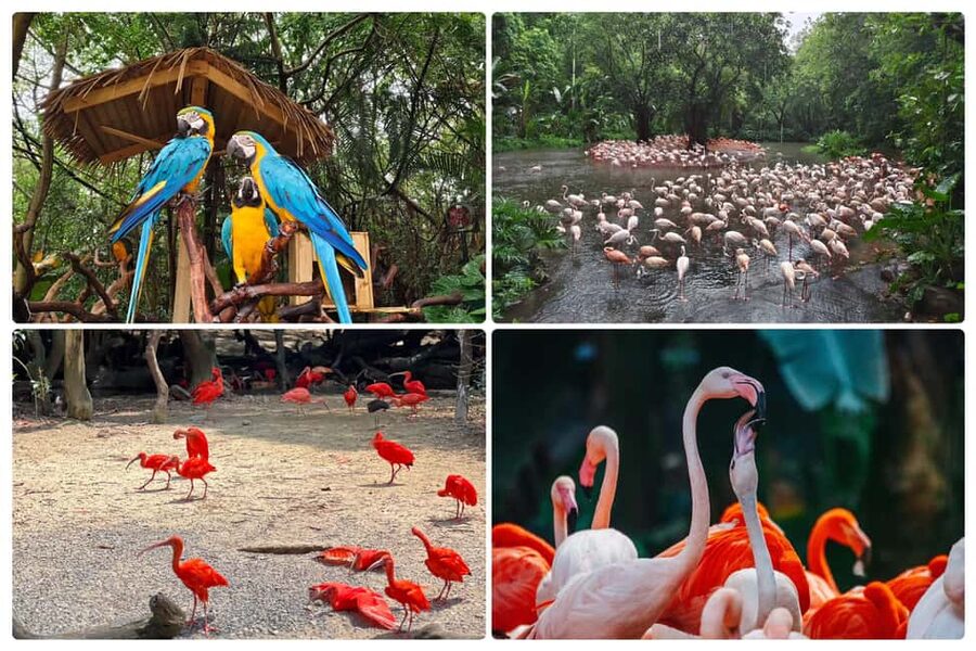 Guangzhou Chimelong: Safari Park/Paradise(Optional Day Tour) - Choosing Chimelong Paradise for coasters and shows