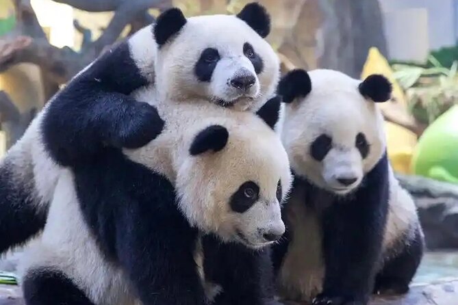 Guangzhou Private Safari Tour with Ride and Giant Panda viewing - Key points to know before booking