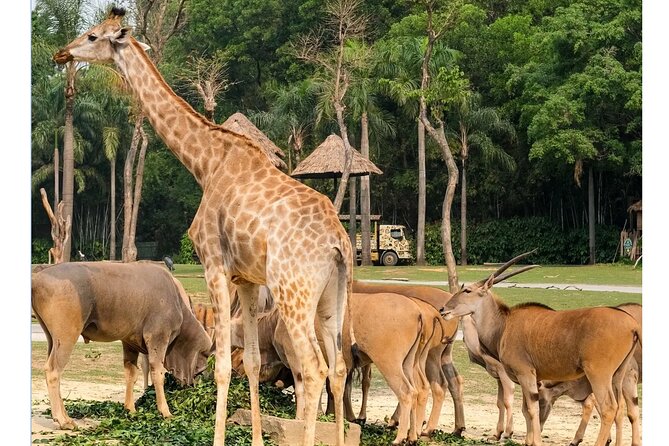 Guangzhou Private Safari Tour with Ride and Giant Panda viewing - Why Chimelong Safari Park works well in Guangzhou