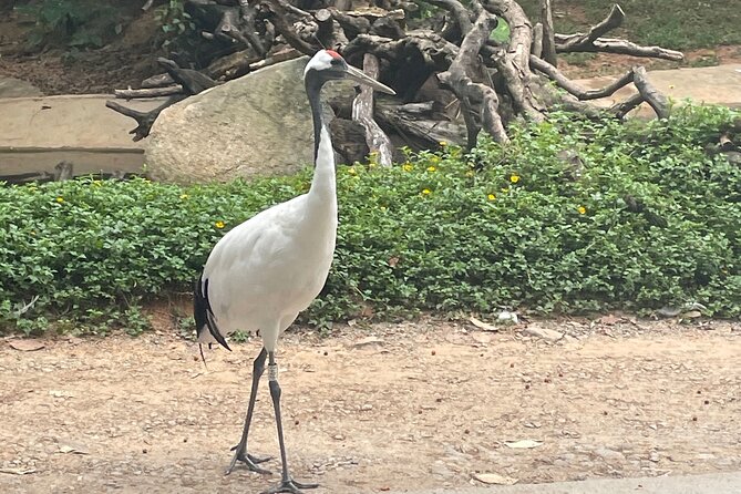 Guangzhou Private Safari Tour with Ride and Giant Panda viewing - Beyond pandas: rare animals and park rides