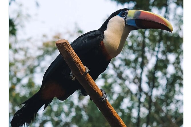 Guangzhou Private Safari Tour with Ride and Giant Panda viewing - Guided touring or time on your own