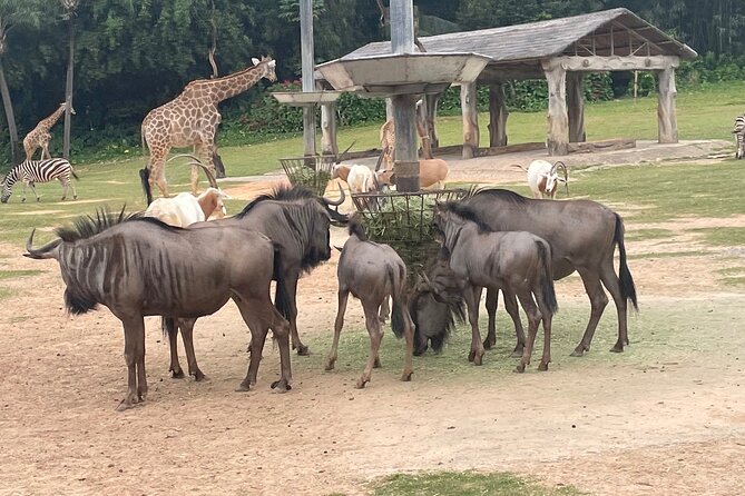 Guangzhou Private Safari Tour with Ride and Giant Panda viewing - Who will enjoy this Guangzhou animal day most