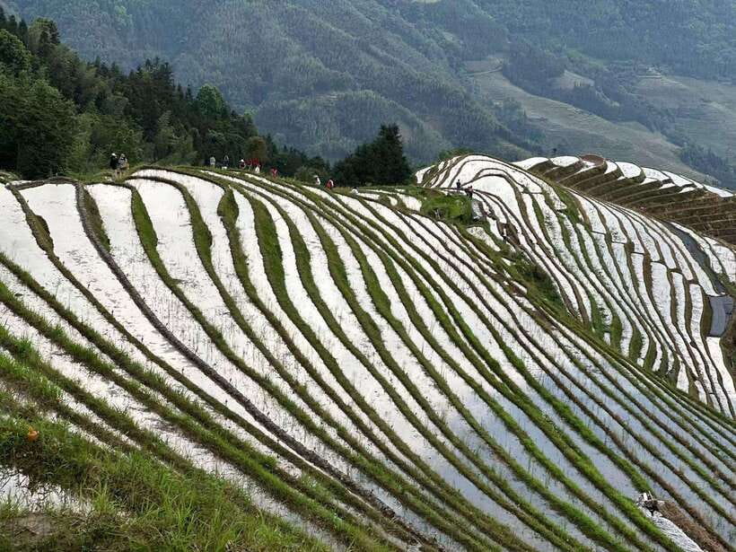 Guilin: Day tour of Longji Rice Terraces and Yangshuo - Who will get the most from this tour?