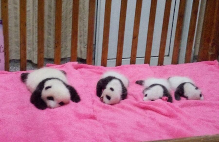 Half Day Amazing Chengdu Panda Base Trip - Why the Morning Timing Matters at Panda Base