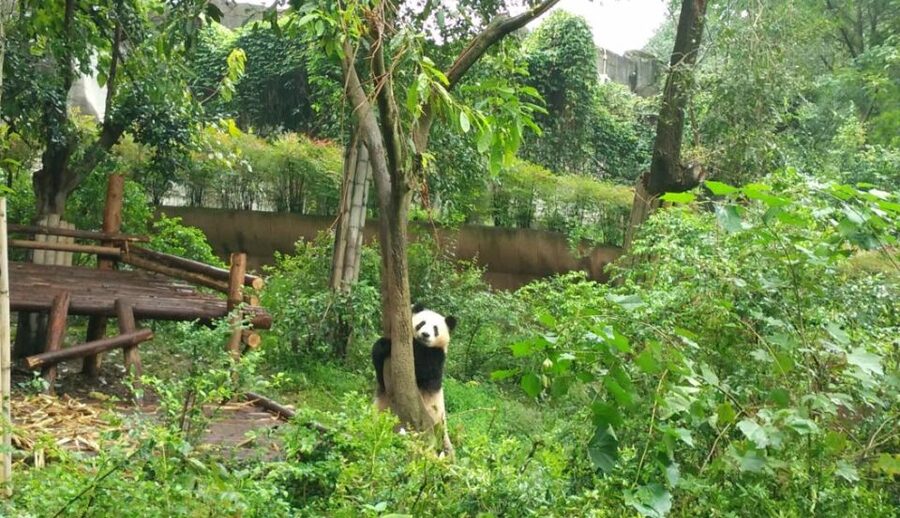Half Day Amazing Chengdu Panda Base Trip - Booking Flexibility and Practical Details