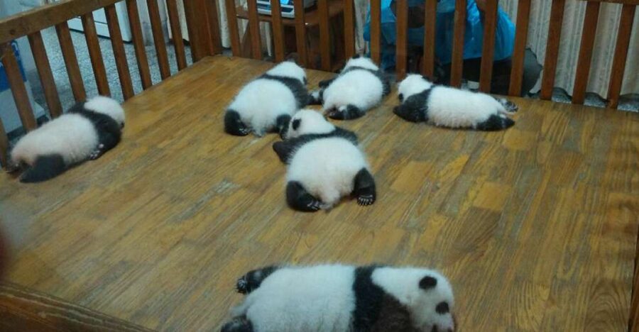Half Day Amazing Chengdu Panda Base Trip - The Drive From Your Hotel to the Panda Base