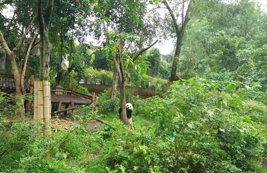 Half Day Amazing Chengdu Panda Base Trip - Watching Adults and Baby Pandas Eat and Play