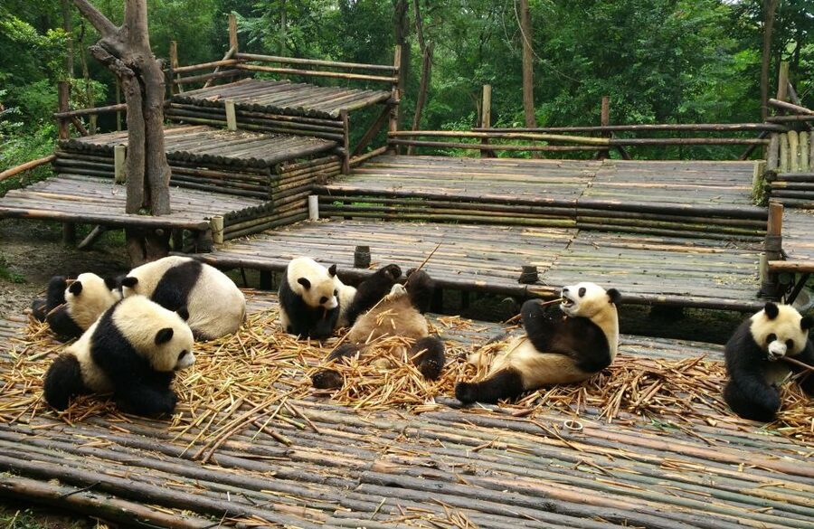 Half Day Amazing Chengdu Panda Base Trip - What a Private English-Speaking Guide Adds