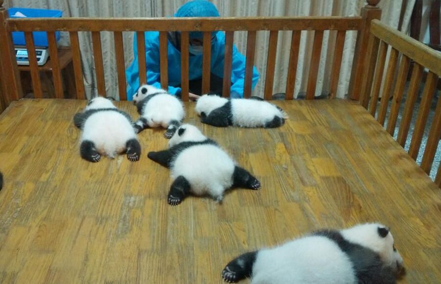 Half Day Amazing Chengdu Panda Base Trip - Four Hours and the Right Amount of Structure
