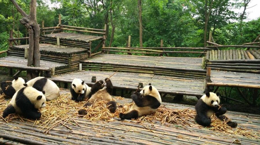 Half Day Amazing Chengdu Panda Base Trip - Is $205 Per Person Good Value?