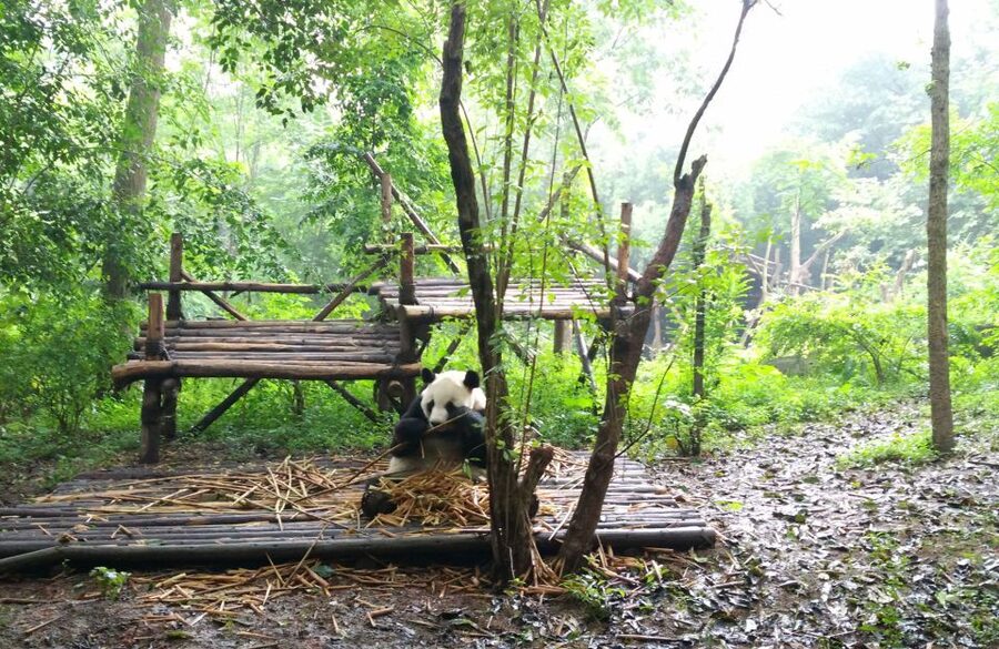Half Day Amazing Chengdu Panda Base Trip - Who Will Get the Most From This Panda Visit?