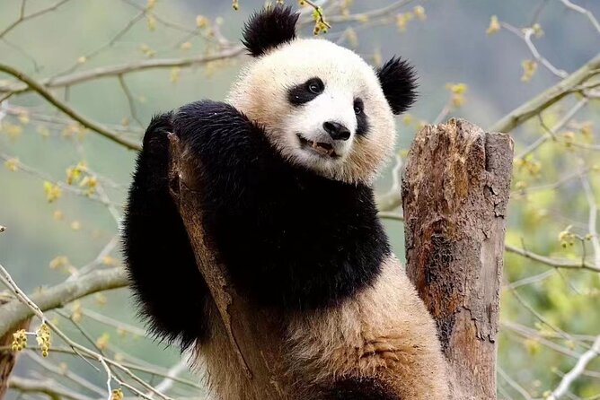 Half-Day Chengdu Panda Research Base Private Tour - Why this panda tour works well in Chengdu
