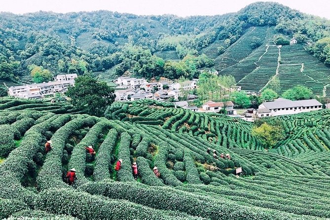 Half-Day Hangzhou Private Tour with Green Tea Village and Lingyin Temple - What the private vehicle and guide add
