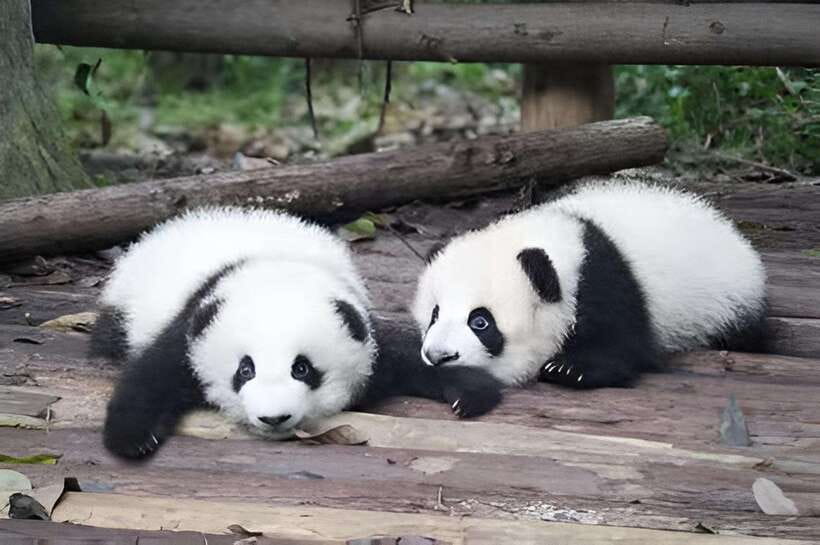 Half day small group tour to Chengdu Panda Breeding Center - Why this four-hour panda trip works well