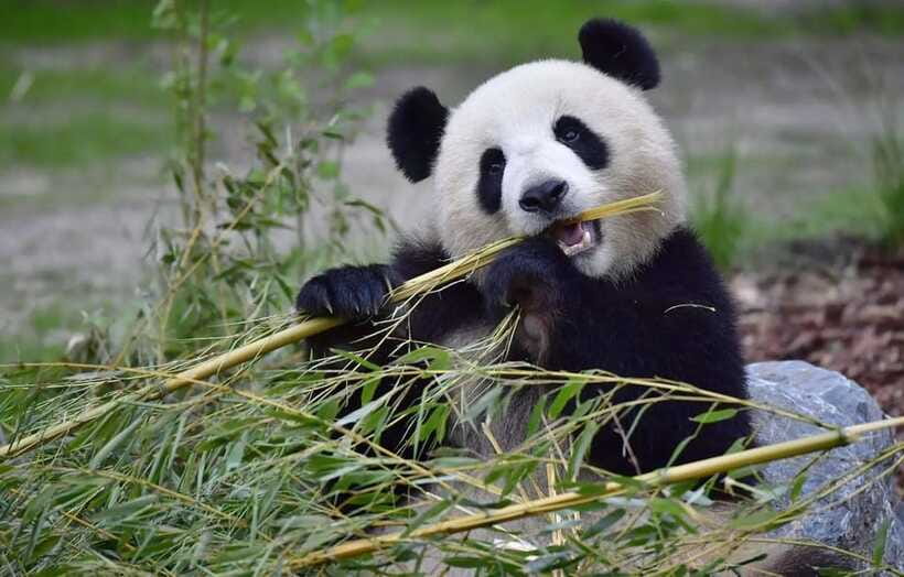 Half day small group tour to Chengdu Panda Breeding Center - Returning to Chengdu after the visit