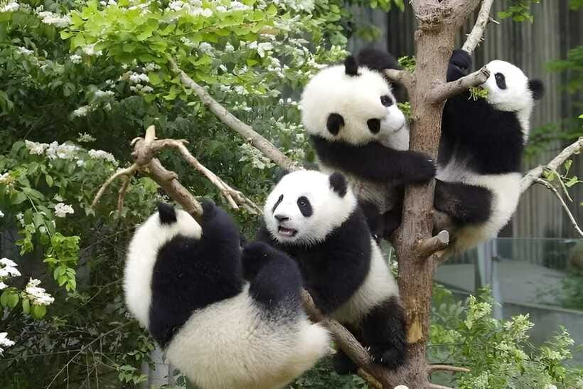 Half day small group tour to Chengdu Panda Breeding Center - Guide or driver: know what you are buying