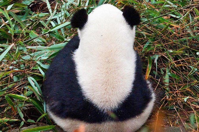 Half-Day Tour at Chengdu Panda Breeding Research Base - Booking, cancellation, and practical details