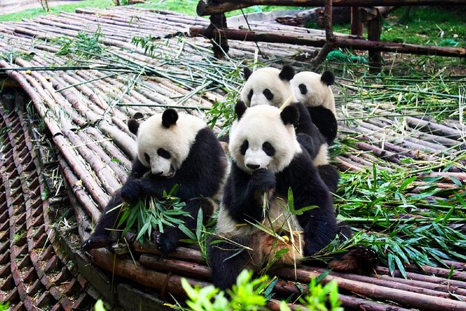 Half-Day Tour at Chengdu Panda Breeding Research Base - Walking through a garden with 80 to 100 pandas
