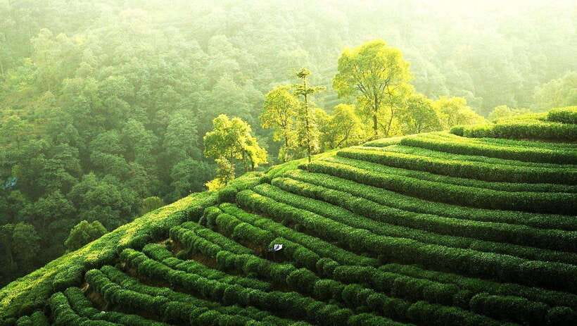 Hangzhou Private Day Trip by Bullet Train from Shanghai - Key points to know before booking
