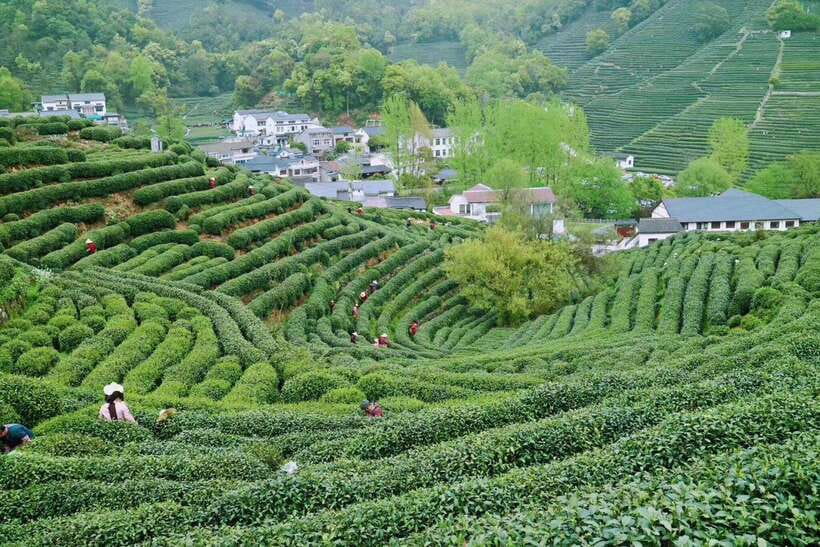 Hangzhou Private Day Trip by Bullet Train from Shanghai - Longjing village and the story of green tea
