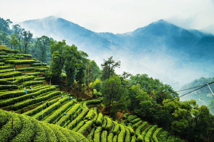 Hangzhou Private Day Trip by Bullet Train from Shanghai - Who should book this Hangzhou day trip