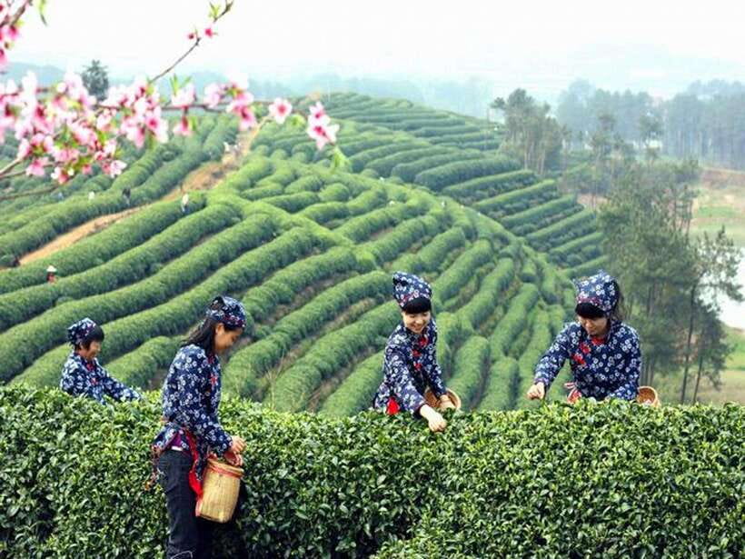 Hangzhou Private One Day Trip from Shanghai by Bullet Train - Shanghai to Hangzhou by Bullet Train