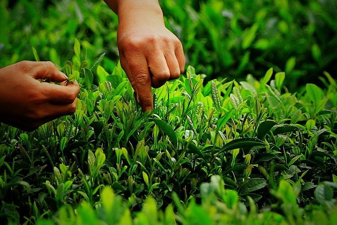 Hangzhou West Lake and Tea Plantation Half Day Tour - Practical Details Before You Book