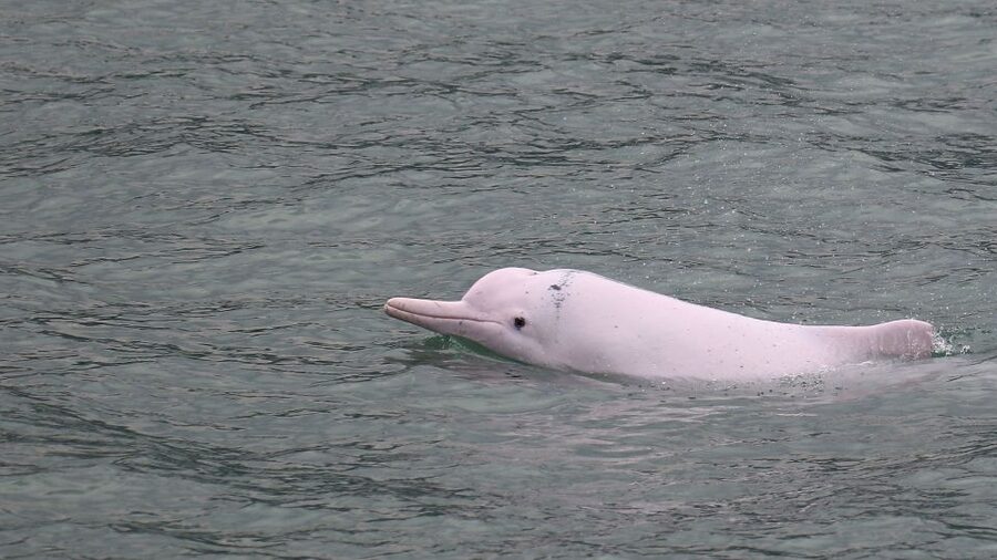 Hong Kong: Dolphin Cruise, Big Buddha & Lantau Island Tour - Why this Lantau Island day trip works