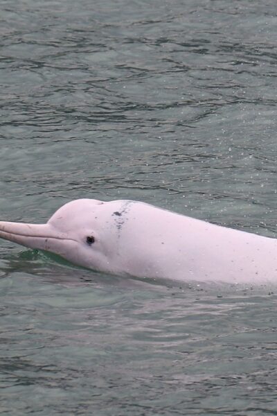 Dolphin Cruise, Big Buddha & Lantau Island Tour