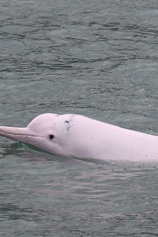Hong Kong: Dolphin Cruise, Big Buddha & Lantau Island Tour - Getting to Lantau by rail, bus, and boat