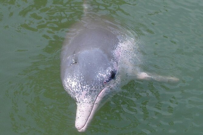 Lantau Island Tour: Big Buddha & Tai O Fishing Village - How much value does $94.20 provide?