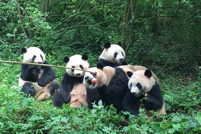 Leshan Buddha + Panda Base or Old Tea House Private Day Tour - Food, timing, and the shape of the day