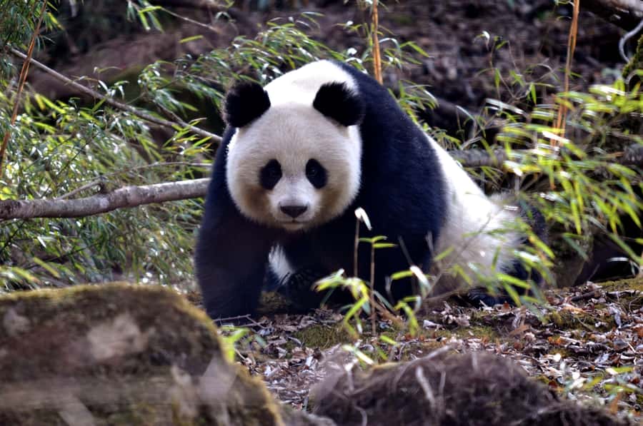 Leshan Grand Buddha Scenic Area and Panda Park Day Tour - Key points to know before booking