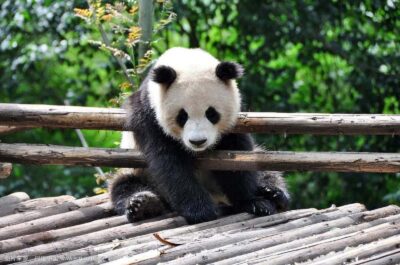 Leshan Grand Buddha Scenic Area and Panda Park Day Tour
