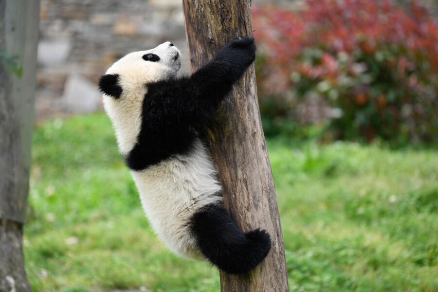 Leshan Grand Buddha Scenic Area and Panda Park Day Tour - What the price includes, and where it falls short