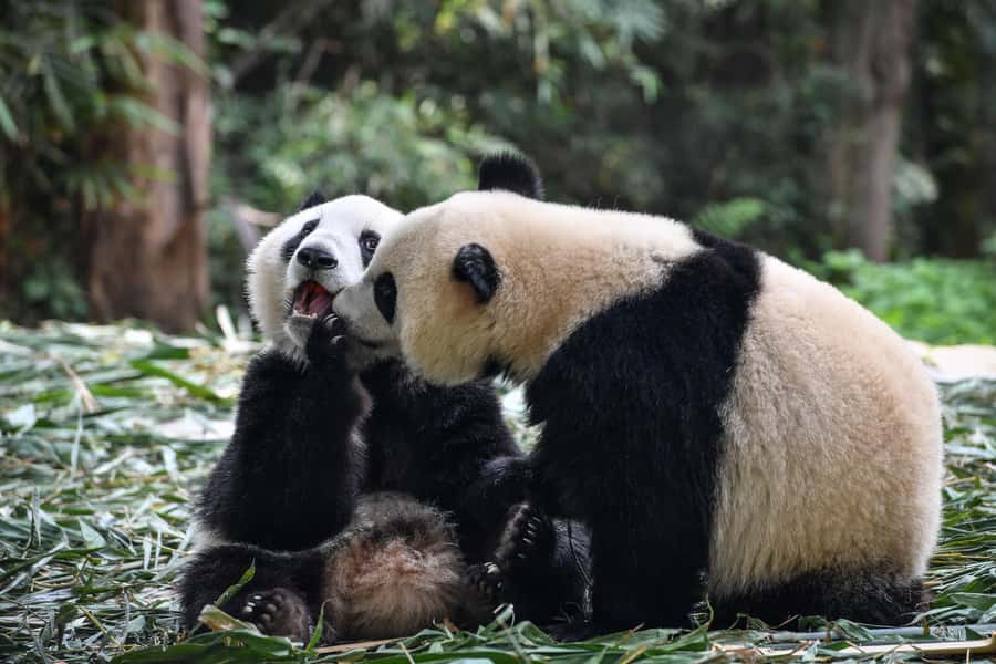 Leshan Grand Buddha Scenic Area and Panda Park Day Tour - How to handle crowds, weather, and timing