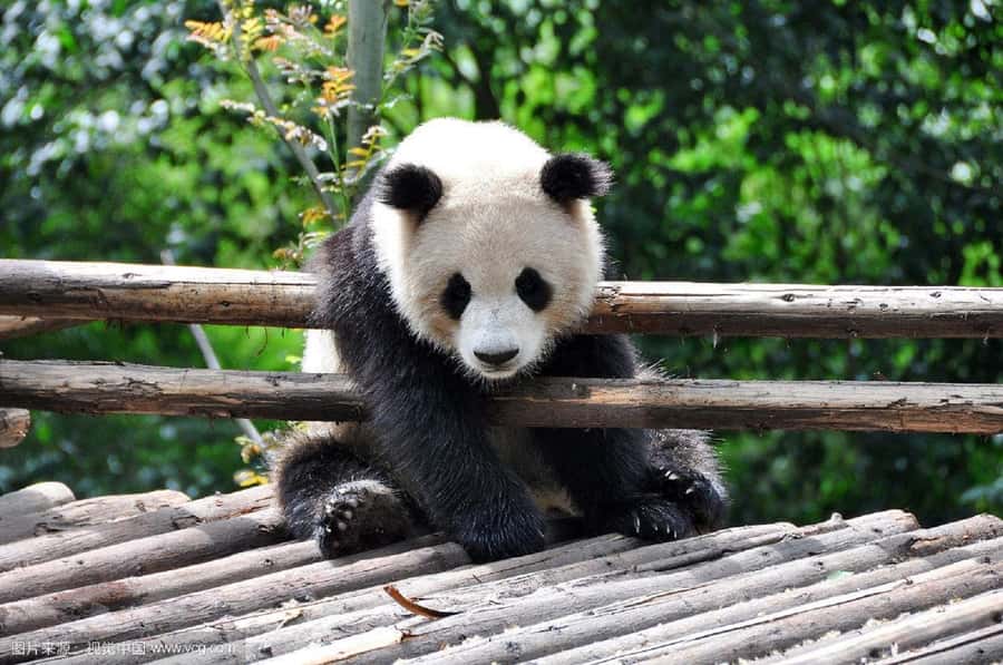 Leshan Grand Buddha Scenic Area and Panda Park Day Tour - Morning pickup inside Chengdu’s second ring road