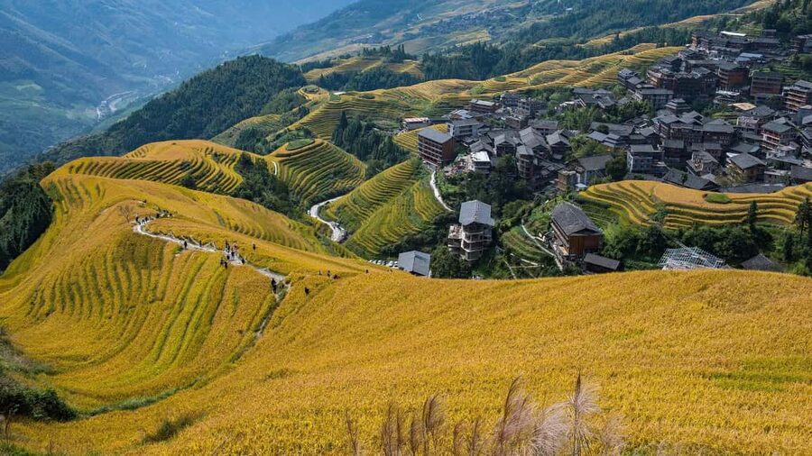 Longji Rice Terraces: 1-Day Private Tour - Tea culture at Liusanjie Tea Garden