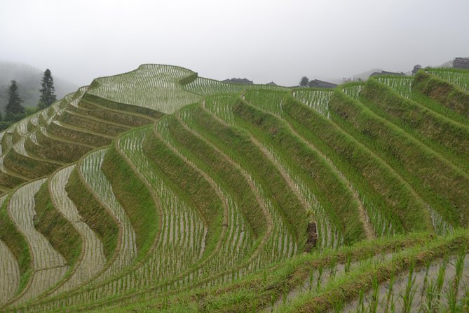 Longji Rice Terraces with Minority Village Private Day Tour - Huangluo village and the Yao connection