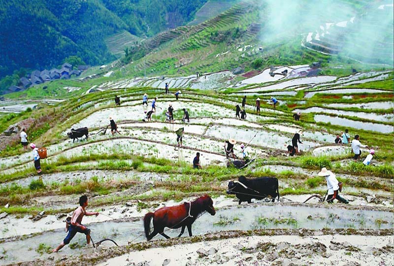 Longsheng Ethnic Minority & Rice Terraces Full-Day Tour - Guide quality can shape the entire experience