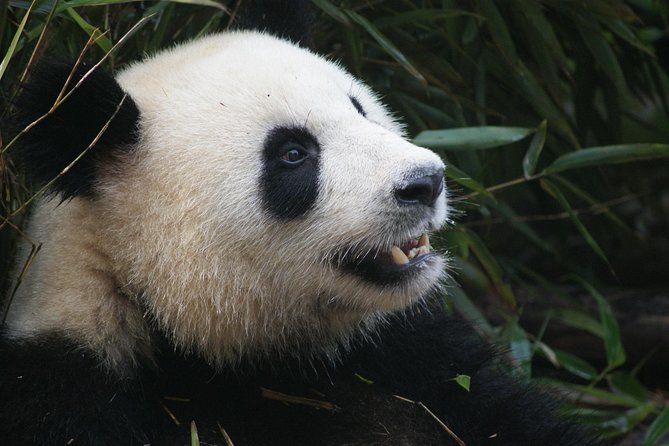 Mini Group: Half-Day Chengdu Pandas Guided Tour - Why this half-day pairing works in Chengdu